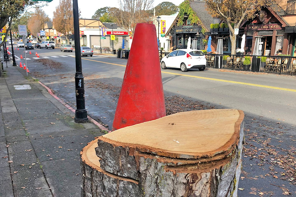Freshly cut stumps on Oak Bay Avenue are those of Norway maples that were planted in the 1990s and which outgrew their room on the sidewalk. (Travis Paterson/News Staff)