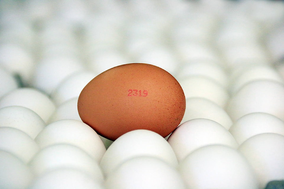 23930465_web1_171004-CCI-AGRI-Stamping-eggs_1