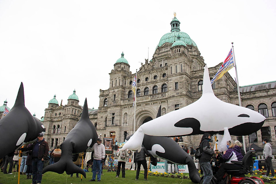 Hundreds of physically distanced people gathered at the B.C. legislative building Saturday to protest the logging of old-growth forest on Vancouver Island. (Jane Skrypnek/News Staff)