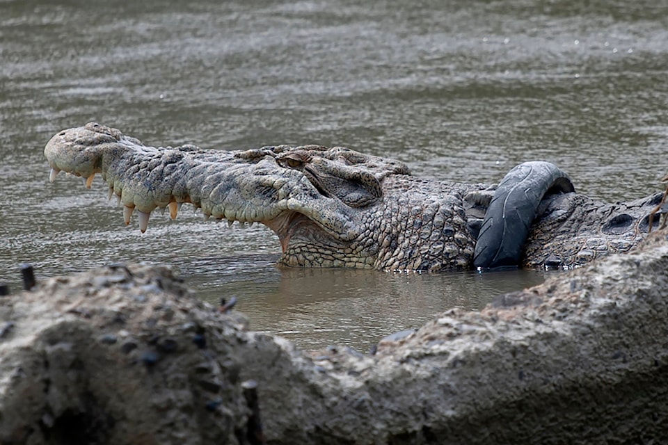 28664090_web1_220401-CPW-giant-crocodile-northern-BC-croc_1