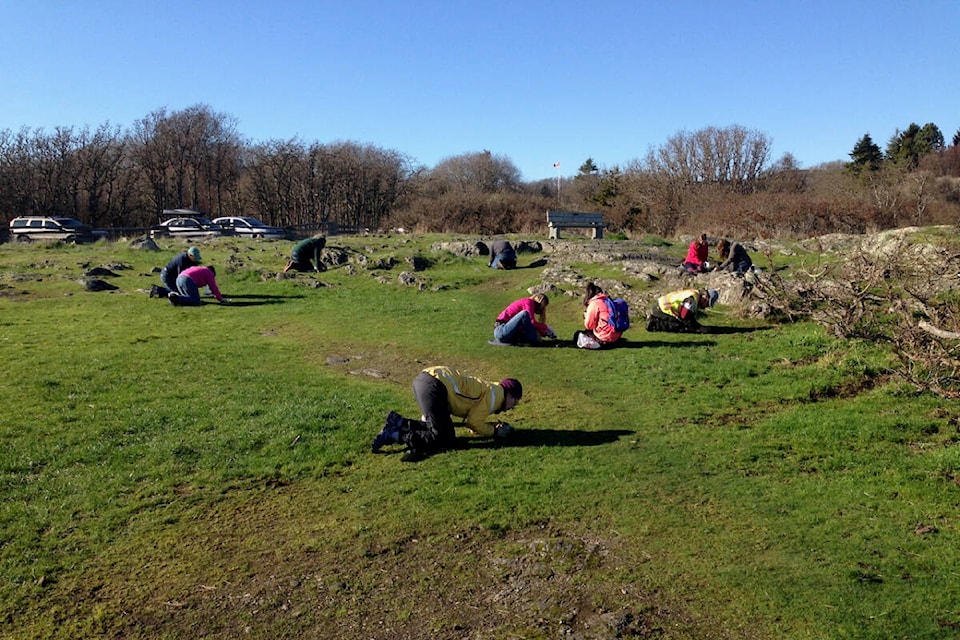 Friends of Uplands Park Society volunteers are pictured pulling invasive carpet burweed at Cattle Point, an area with unique biodiversity that vice-president and botanist Wylie Thomas says is being negatively affected by increased foot traffic. (Courtesy of Wylie Thomas)