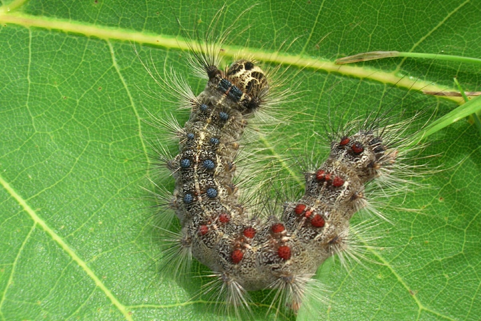 The caterpillar of a spongy (formerly gypsy) moth is distinctive, and microscopic at the start of its life. (Courtesy Davey Tree)