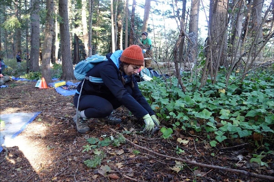 Volunteers work to clear invasive plants from Cuthbert Holmes Park in Saanich on Nov. 12. (Courtesy Greater Victoria Green Team)