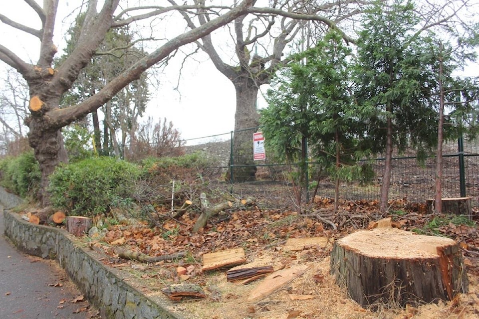 Two Oak Bay trees, one dead and the other dying, were removed and a third was trimmed for road clearance. (Christine van Reeuwyk/News Staff)