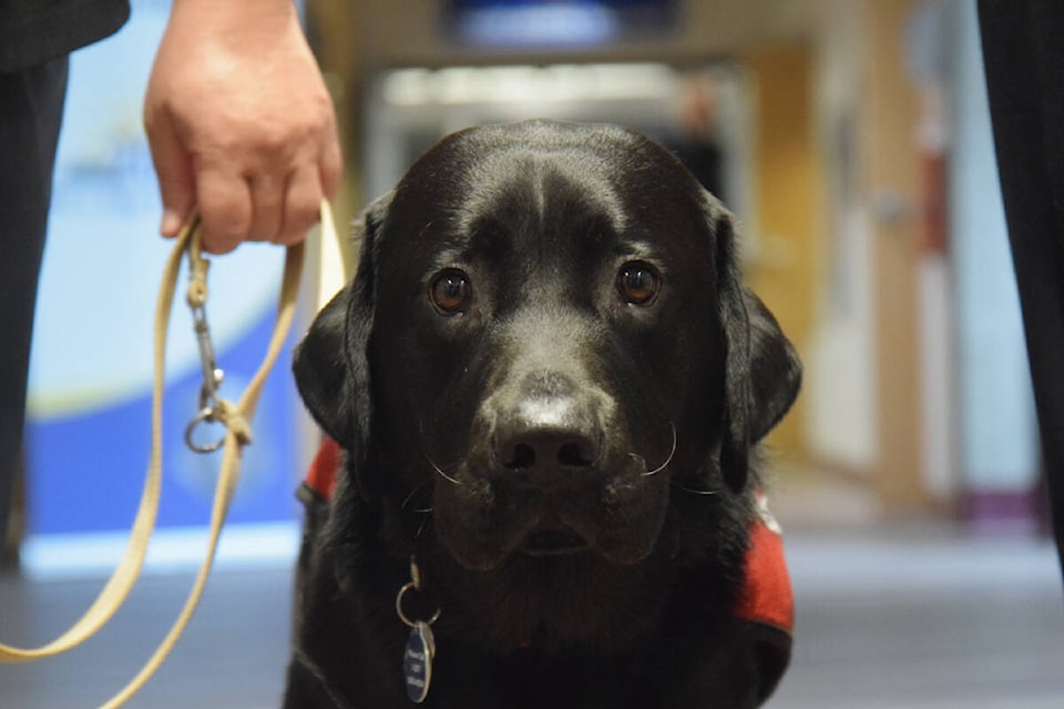 31677104_web1_230125-SNE-SaanichPoliceDog-BeaconCloseUp_1