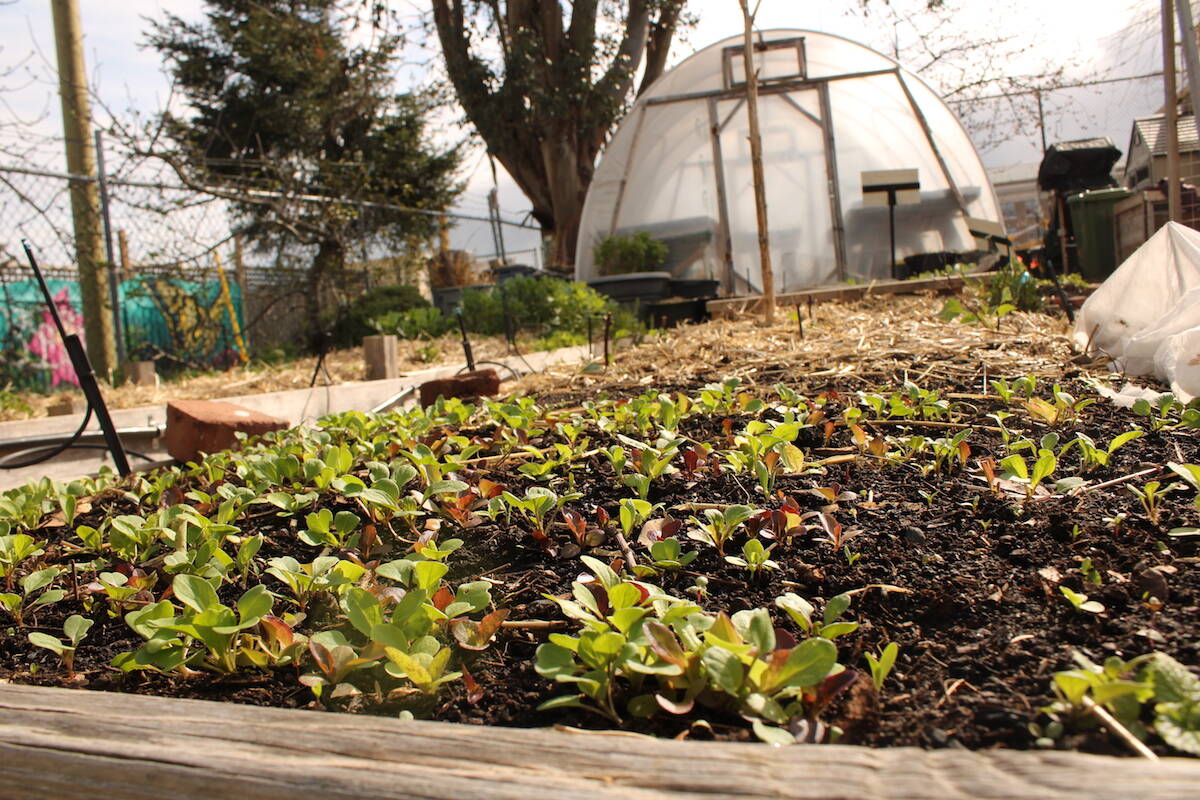 The Compost Education Centre in Victoria offers various programs teaching people about composting and gardening. (Jake Romphf/News Staff) (Jake Romphf/News Staff)