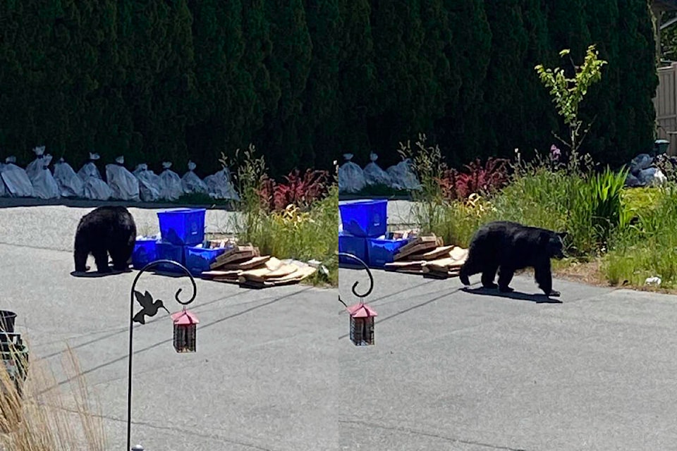 32883006_web1_230531-GNG-bear-recycling-bins-colwood_1