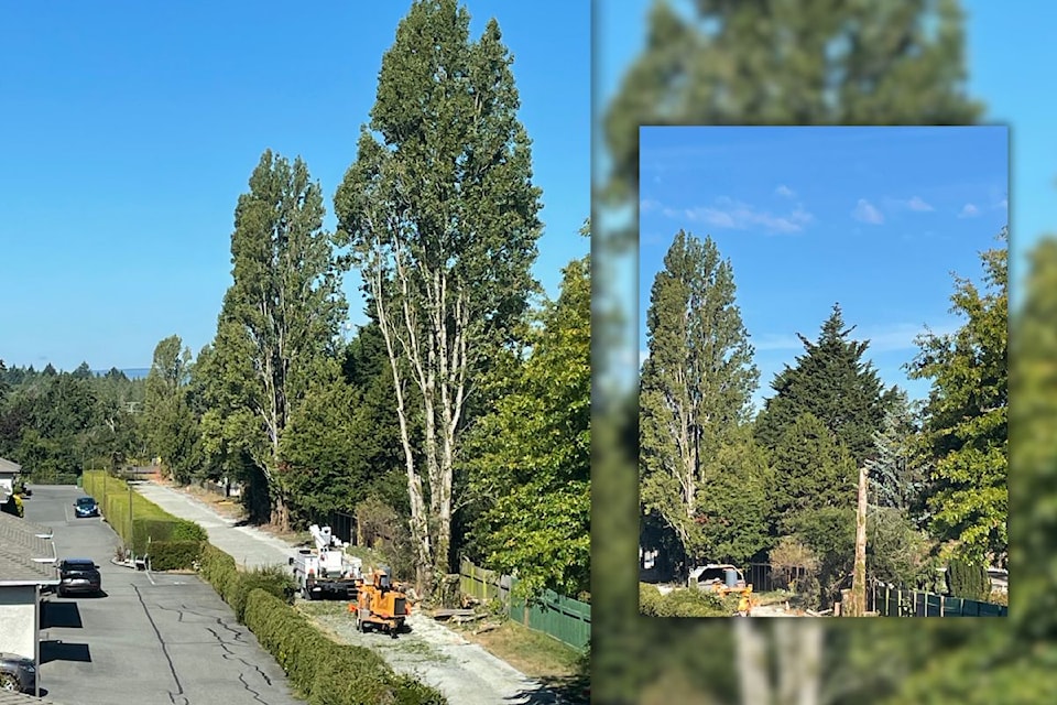 Seven poplar trees on Calvin Lane will all be removed.