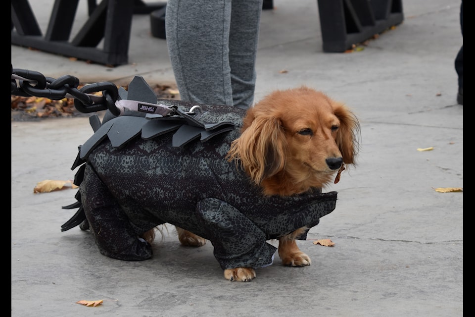 Wiener dog dress hotsell
