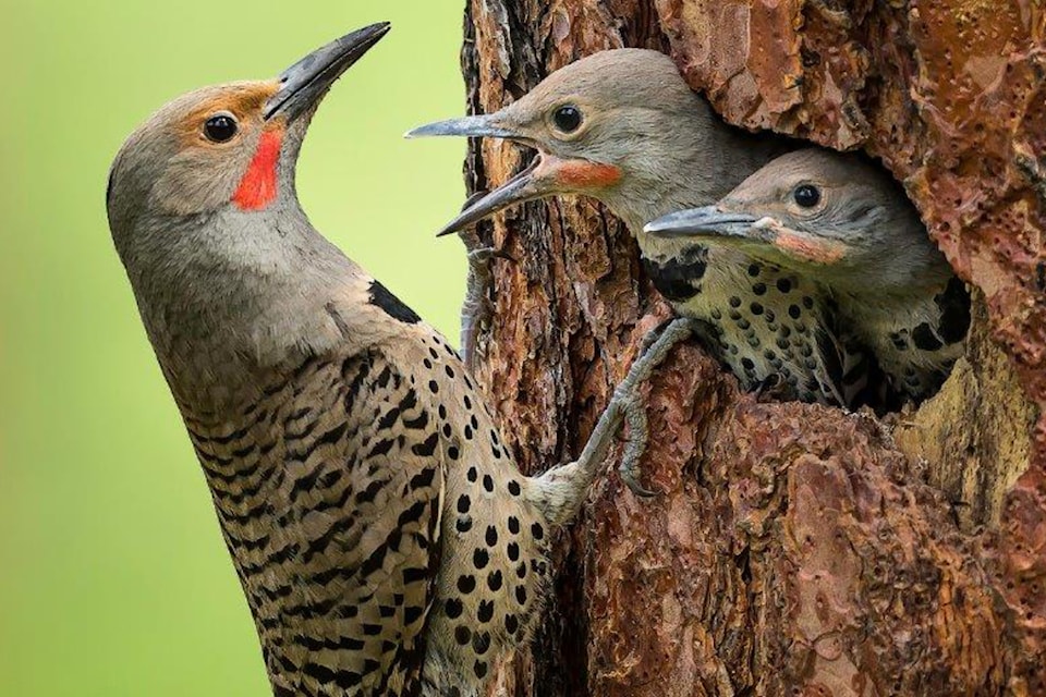 A Northern flicker coming home to feed its offspring took first place in the Backyard Habitats category of the BC SPCA's annual Wildlife in Focus competition. Bruce Turnbull of Penticton captured the photo. 