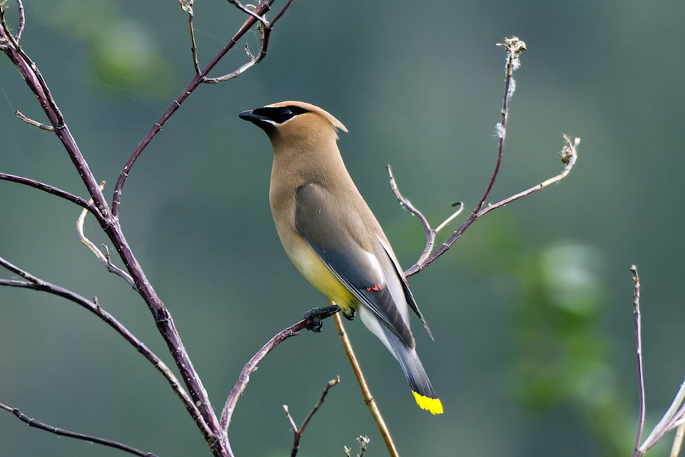 photo-by-adam-benn-public-favourite-in-the-lake-biodiversity-category-of-the-2024-lake-biodiversity-photo-challenge