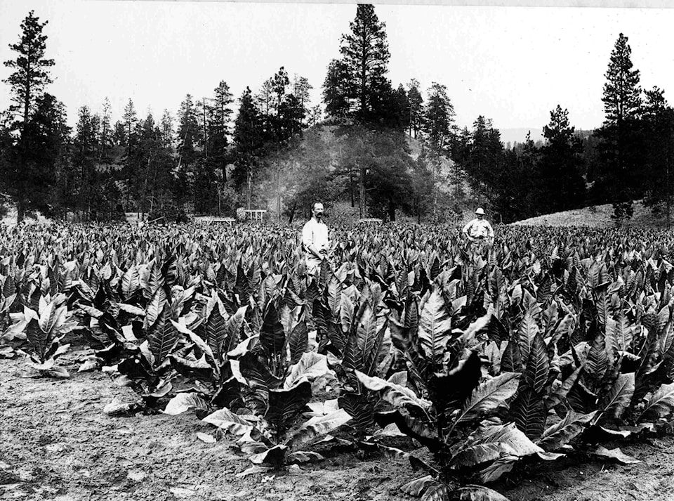pma24179-tobacco-plants-at-canyon-ranch-upper-carmi