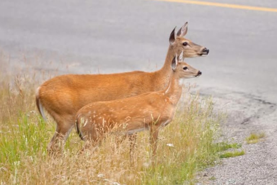 deer-penticton