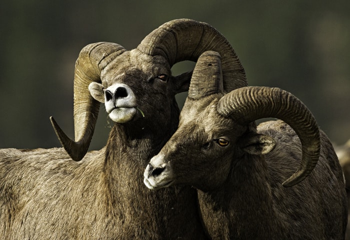 41415penticton161102-WildlifeContest-Sheep