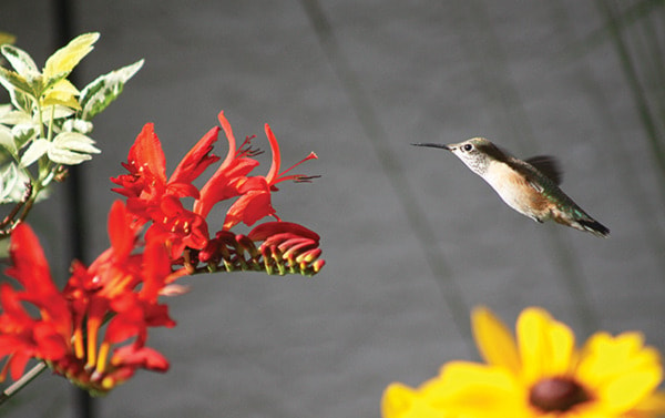 Photo credit Paul Graham; Photo is a female Rufous Hummingbird