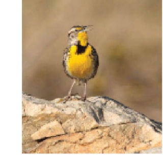 45614NewS.102.20110127160120._S_0127meadowlark_20110128