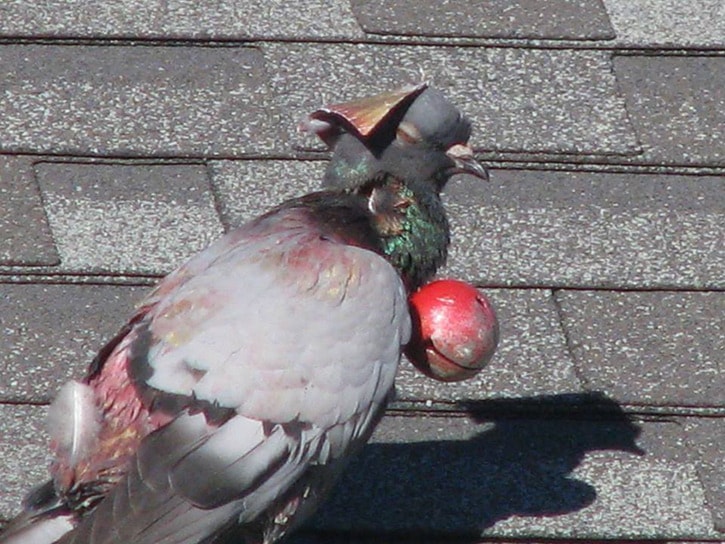 66577pentictonS-pigeon.jpg;w=725