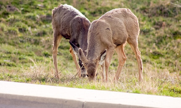 94881penticton0317-no-animals-05