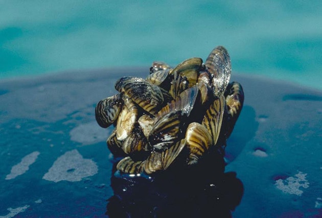 Zebra mussel cluster. Photo taken by D. Jude, Univ. of Michigan.