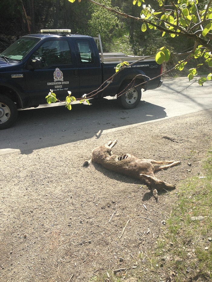 33405penticton0429-DeadMuleDeer