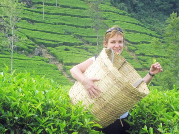 Claire Keys harvesting in the Ceylon Tea Trails in Sri Lanka this past January.