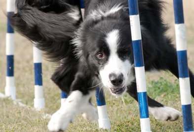 42714pentictonDogagility