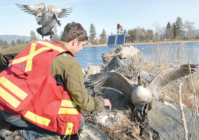 5617penticton0420eggaddling