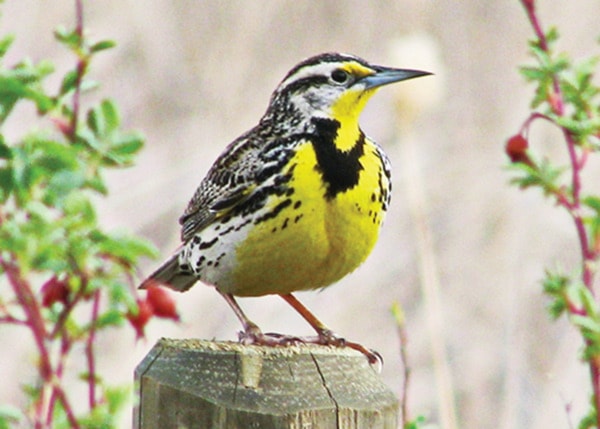 Western Meadowlark - Black Sage Road