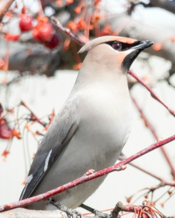 72151pentictons-bohemian_waxwing_ryanhodnett