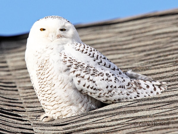 74620penticton-s-Pentictonsnowyowl