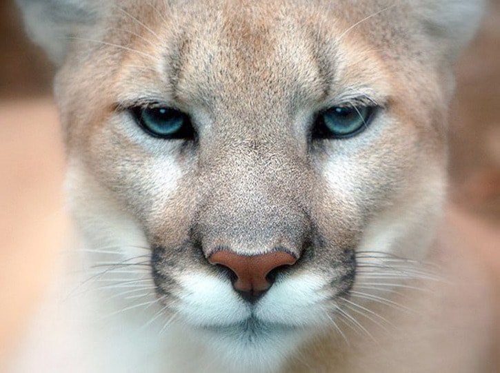 "Cougar closeup" by Art G. - originally posted to Flickr as Those Eyes.