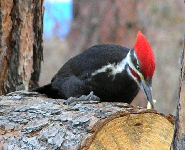 13327winfieldwoodpecker