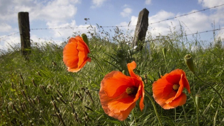 52685BCLN2007n_Flanders-Fields20151110T1430