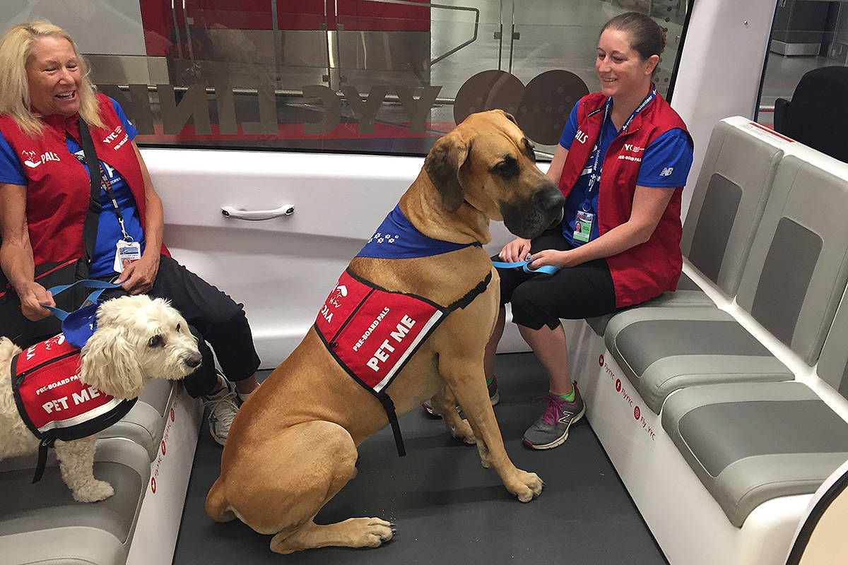 8331998_web1_170901-KCN-airport-therapy-dogs-2