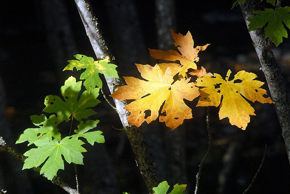 8933350_web1_171012-pdn-maple-leaves-web