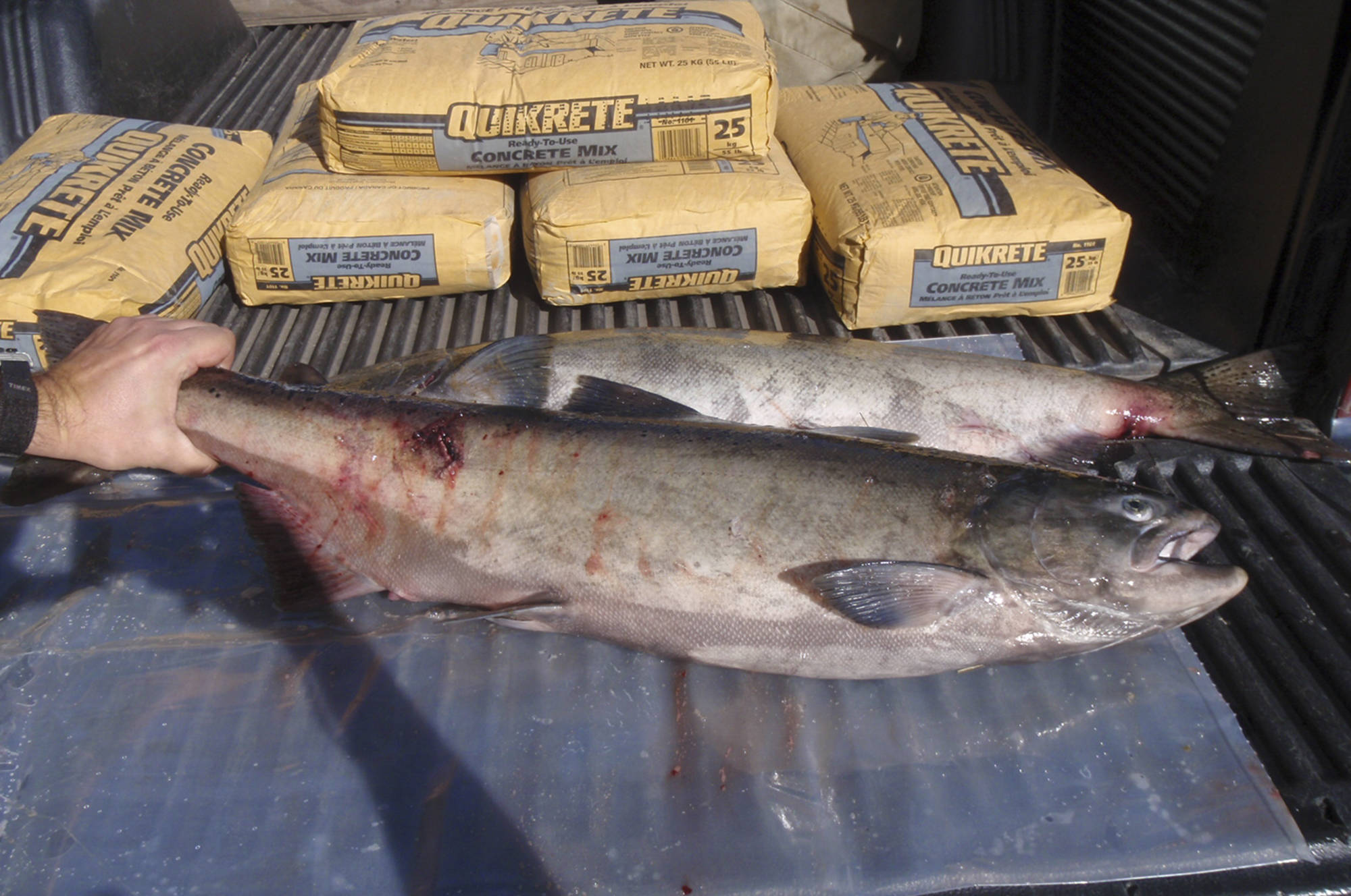 Fisheries puts a stop to snagging in Shuswap Penticton Western News