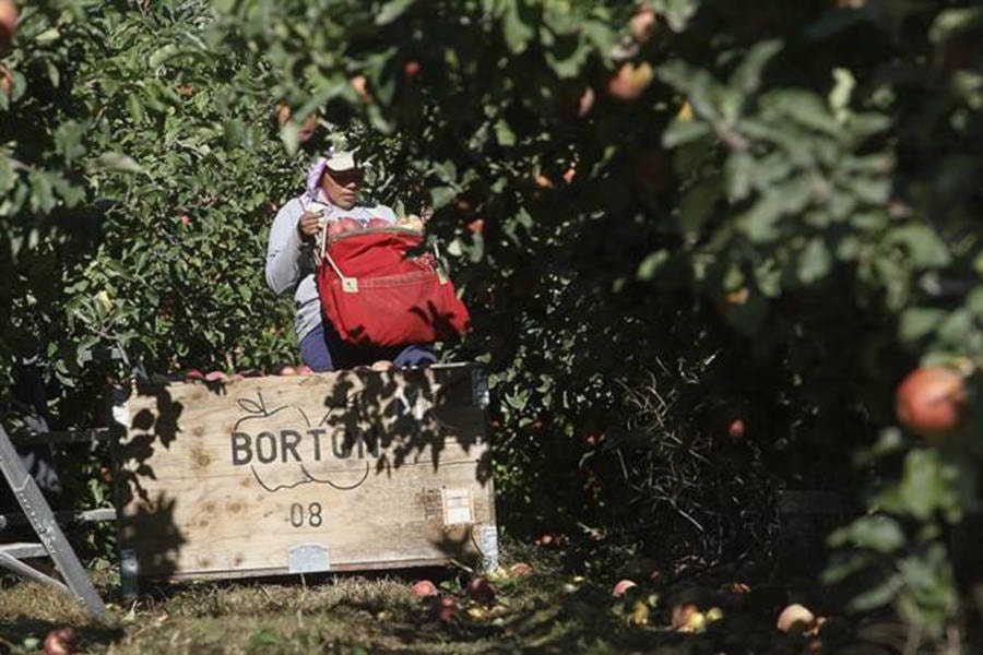 10655120_web1_180214_KCN_farm-worker