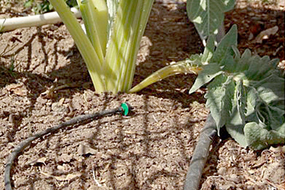 11972502_web1_T-growing-irrigation-color_tsr