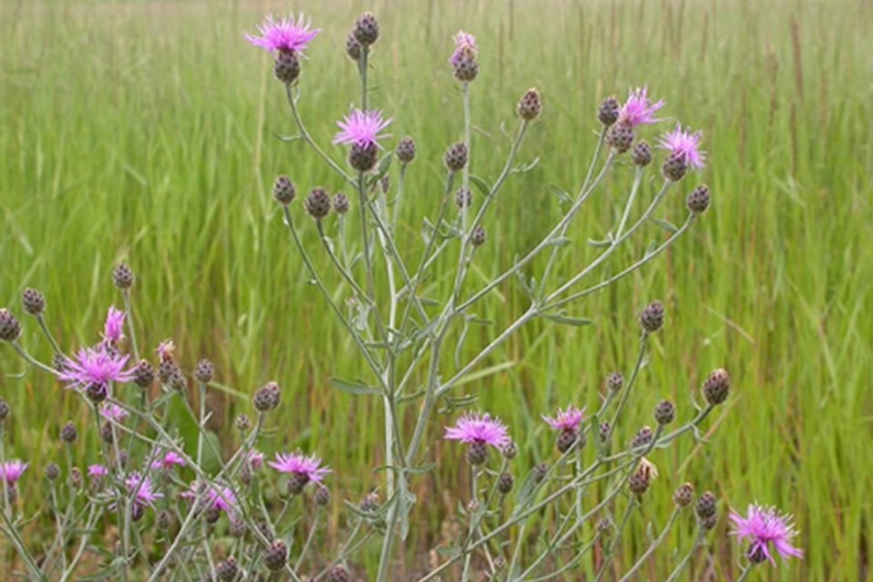 12316948_web1_knapweed