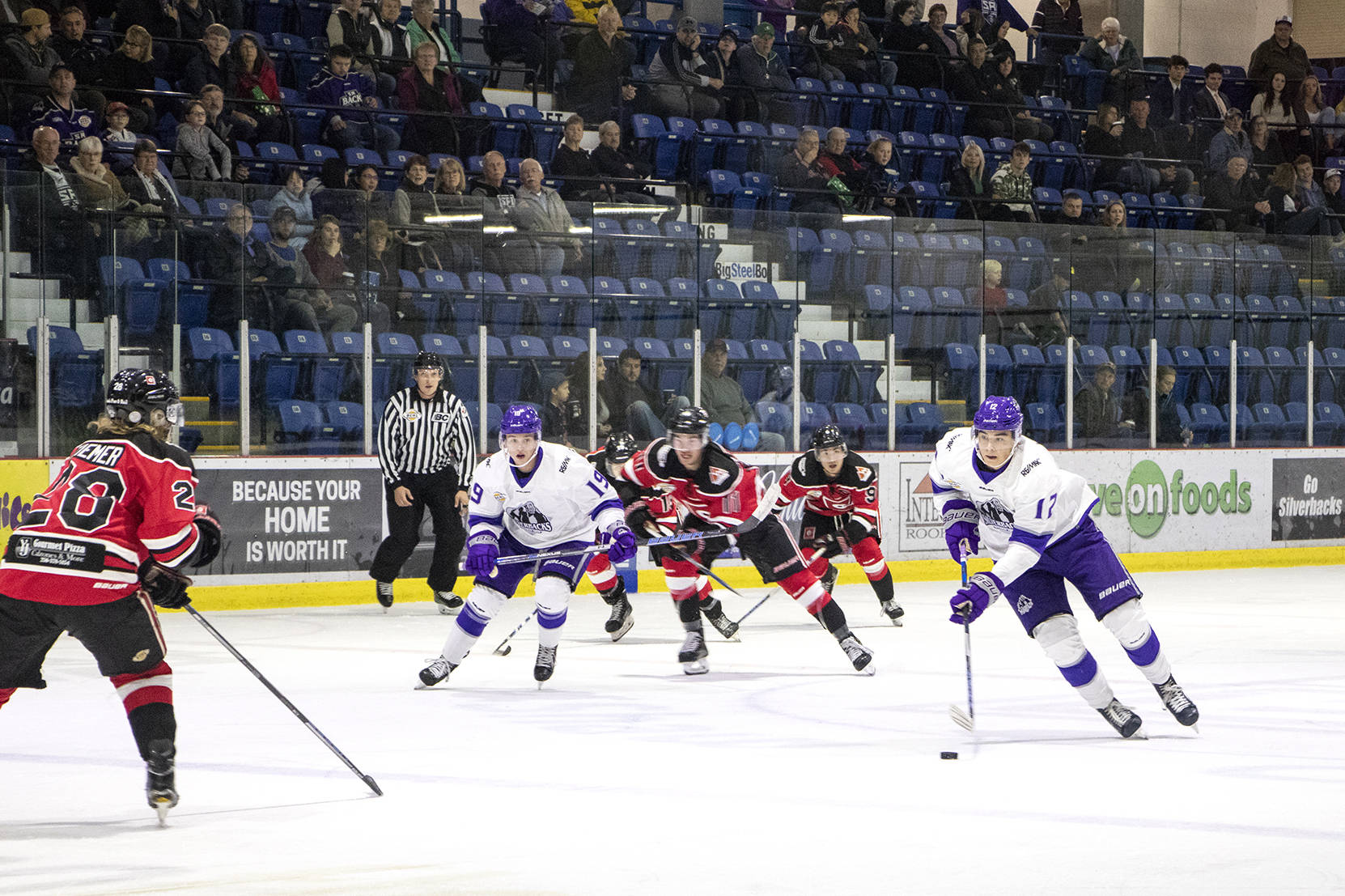 salmon arm silverbacks