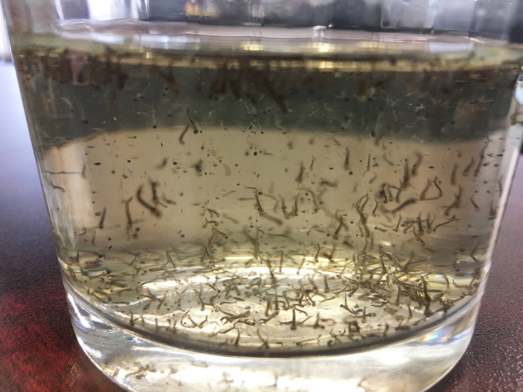 Mosquito larvae on sale in water