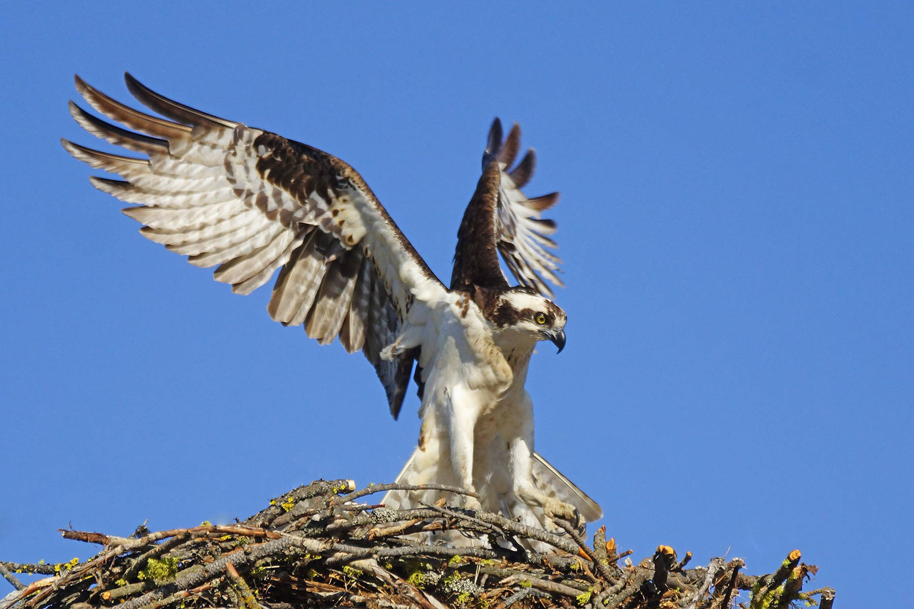 18273316_web1_Ospreyy