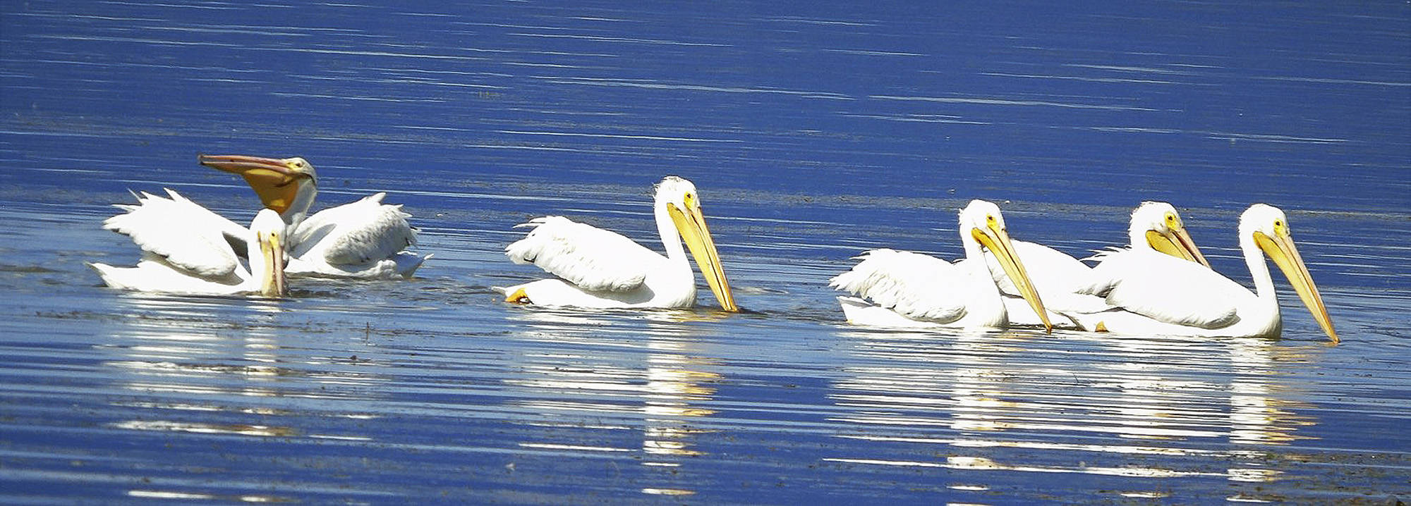 18350657_web1_190906-SAA-White-Pelicans