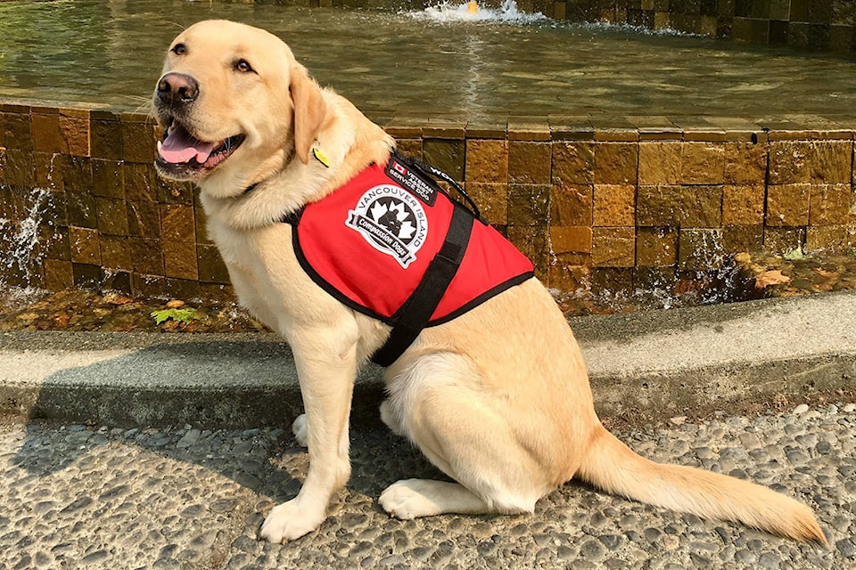 Victoria veteran begs people to please not touch his service dog Penticton Western News