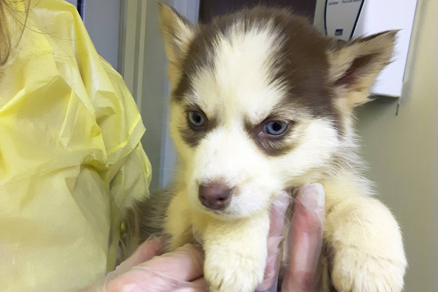 Husky puppies shop up for adoption