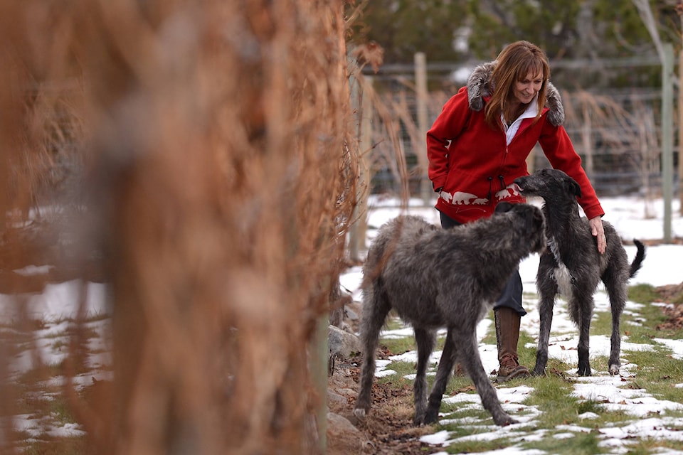 Lynne Bruce recently returned from New York after Polly, her Scottish deerhound, was named best in breed and reserve best hound. She is pictured at home with two of her other dogs, Dominic and Mazikeen. (Phil McLachlan - Western News)