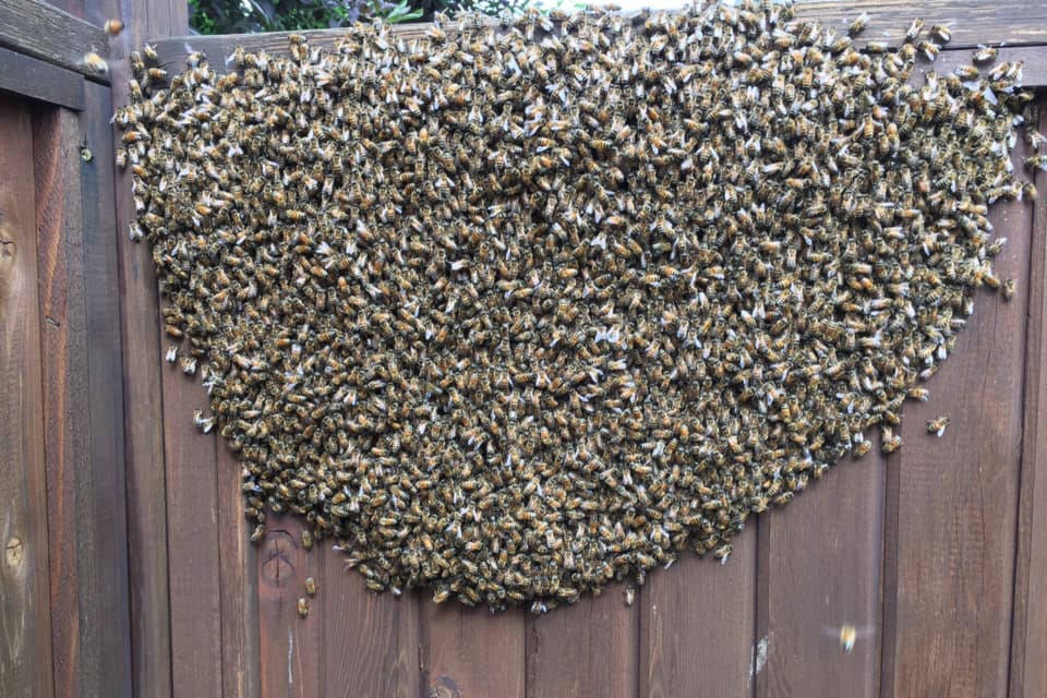 A Vernon urban beekeeper of seven years, Dawn Tucker, is reminding neighbours to leave swarms alone as bees look to re-home. (Dawn Tucker)