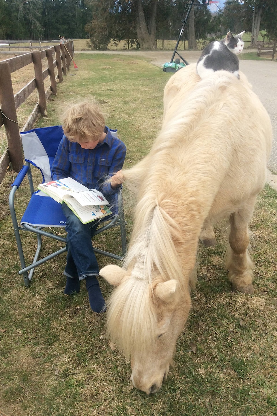 21353539_web1_200429-SAA-muddiman-photo-animals-reading_1