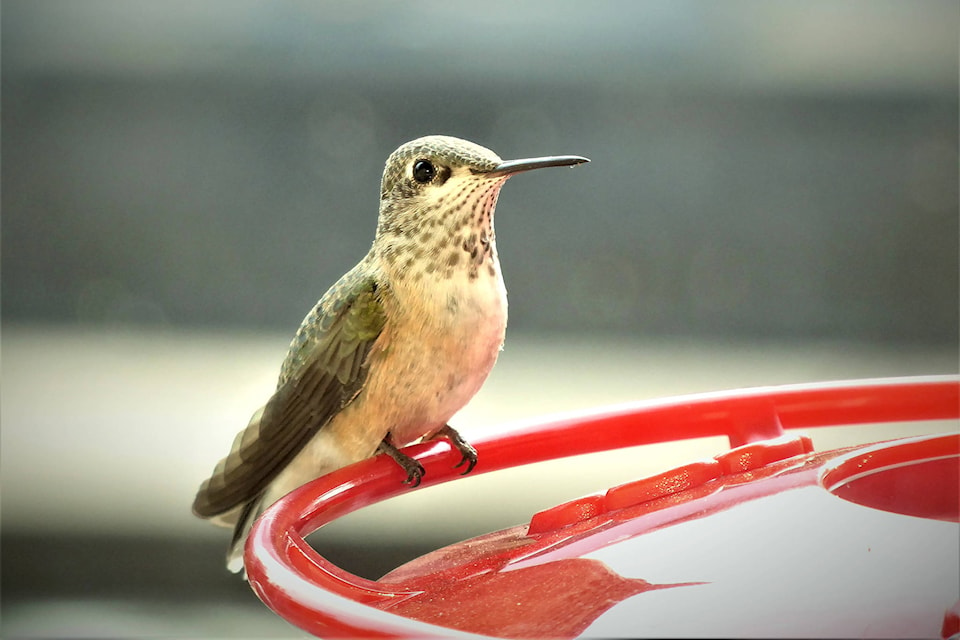 21354288_web1_200429-VMS-hummingbirds-naturalist_1
