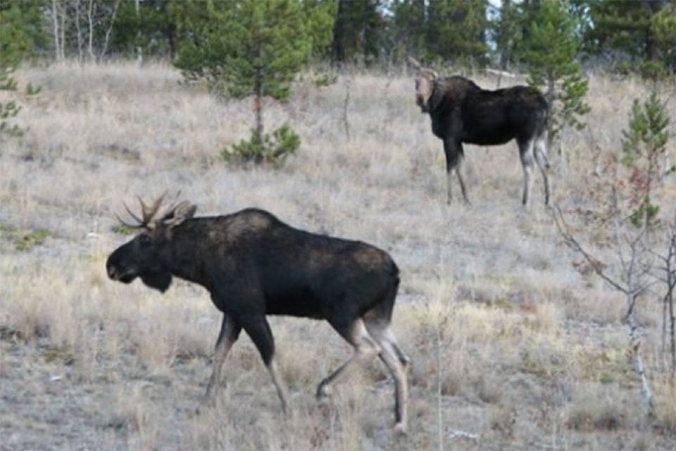 22077934_web1_200715-PWN-DogChaseWildlife-moose_1